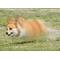 波動犬